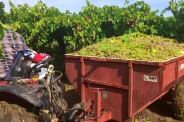 Wine Making mini documentary by Roberta Londi