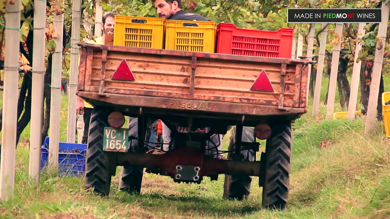 Vendemmia Cantina Del Signore Gattinara Vendemmia Cantina Del Signore Gattinara