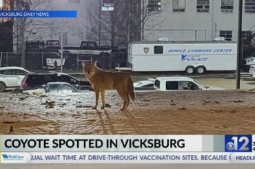 Sonny’s BBQ breaks ground on new restaurant in Clinton