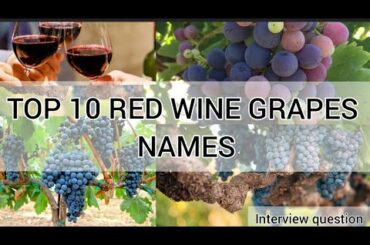 Red wine grapes varieties|Most popular red wine grape names