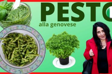 Pasta with pesto sauce-Authentic recipe of the Italian cuisine