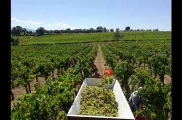 Tenuta Le Velette (Taste of Italy Virtual Trade Fair 2021 exhibitor)