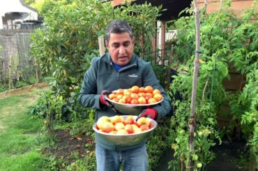 Tons of Tomatoes - Money Maker Beefsteak Italian Roma - Autumn 2021 - Project Food Garden