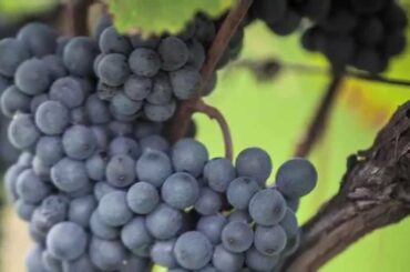 Discover the Red Wines of Alto Adige