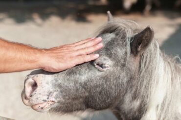 WinesCritic.com - La Grande Bellezza 2021, Della Casa Winery