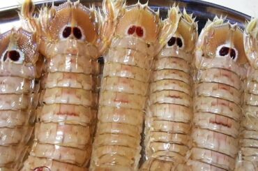 Mantis Shrimp with tomatoes Italian recipe
