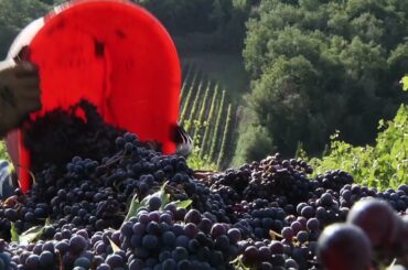 Italian Academy Tours, Le Marche