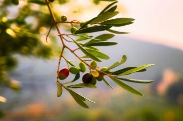 Virtual Vacation to Greece & Italy: Live Olive Oil & Balsamic Vinegar Tasting