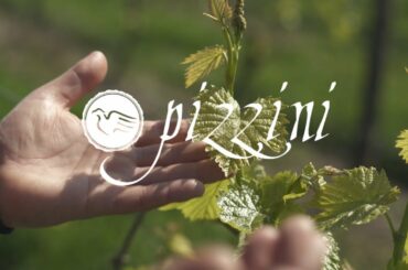 Pizzini Wines | Springtime in the King Valley