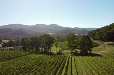 Welcome to Pizzini Wines | King Valley