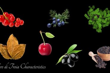 Apulia: A Brief History and Introduction to the Wines