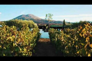 Vesuvius Wine Experience - Cantina Del Vesuvio Winery