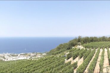 The Best Wines of Amalfi