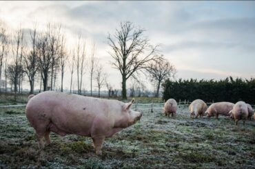 Azienda Agricola Bettella, Culinary Recipient | Respected by Gaggenau