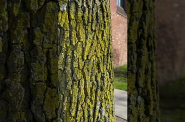 daNina Italian Restaurant Outdoor Dining