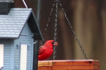 Lunch in the rain  0864 Trim