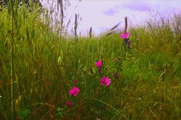 ACo - Naked As We Came | Iron & Wine cover | Home