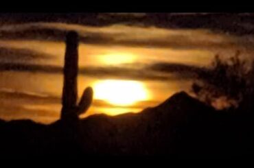 Live At 5:00 Pst. Blackstone camp cooking. Italian marinade chicken thighs in a mushroom sauce.