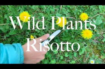 Foraging Wild Plants and Cooking an Authentic Italian Risotto (Risotto Alle Erbe Selvatiche)