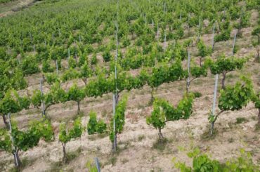 Campochiarenti from Tuscany, Italy