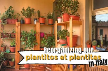 ANG PLANTITAS AT PLANTITOS COLLECTION NAMIN SA ITALY