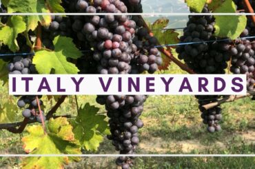 #Shorts Italy Wine Country Vineyards