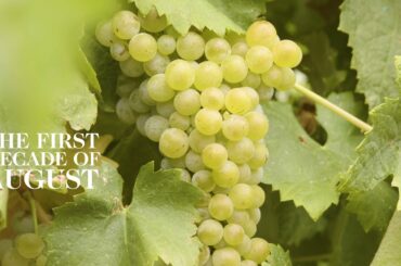 Discover Contessa Entellina