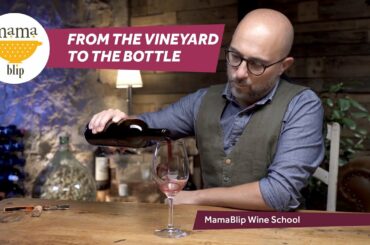 From the vineyard to the bottle | Wine School with Filippo Bartolotta