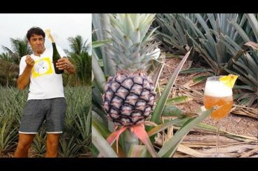 Pineapple Wine how to make at home - homemade Champagne style