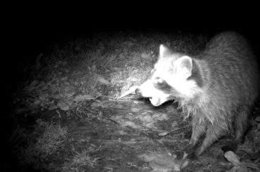 Baby Raccoon's Steak Dinner Ends With a BANG!