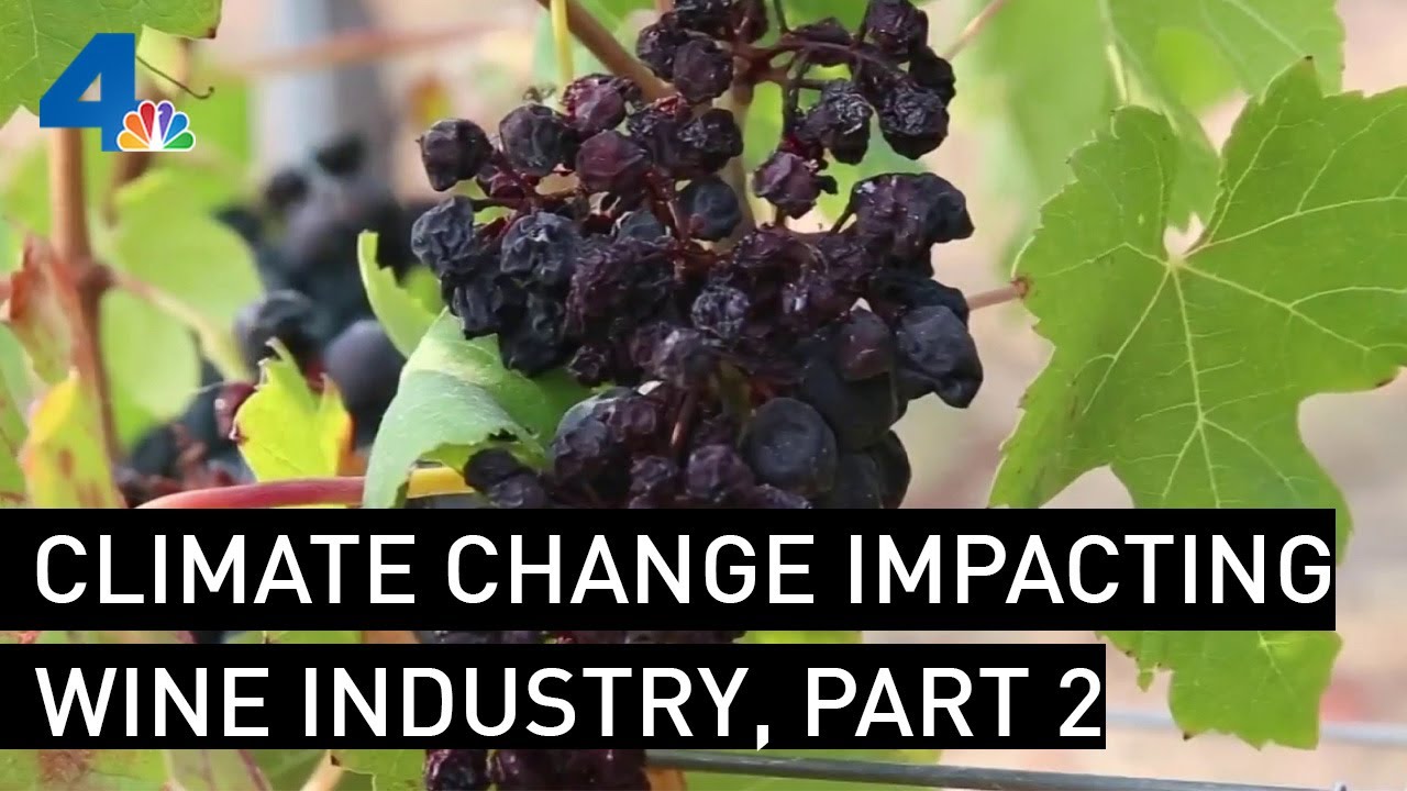 Climate Change is Impacting the Wine Industry, Part 2 | NBCLA Climate Change is Impacting the Wine Industry, Part 2 | NBCLA