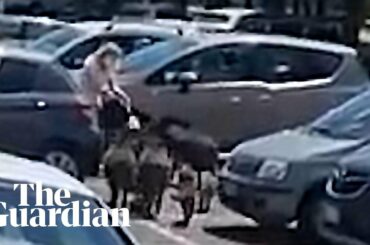 Wild boar corner Italian woman and steal her food shopping
