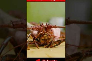 Foie and Lobster Nigiri #shorts | street food fighter |