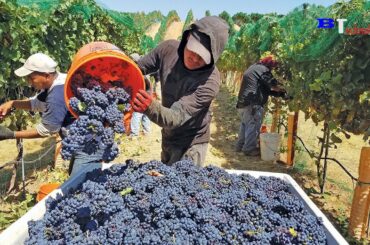 Harvest Wine Grape, Amazing New Agriculture Technology, Traditional Wine Making Processing
