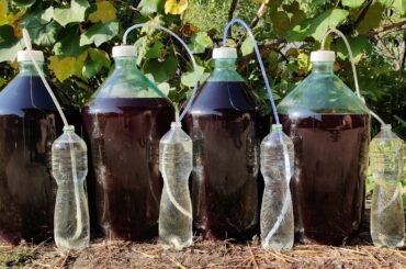 Home winemaking. Making red wine from grape berries at home.  Part 1.