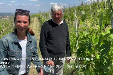 Barolo Wine Club - Winemaker video with Fratelli Grasso from Treiso