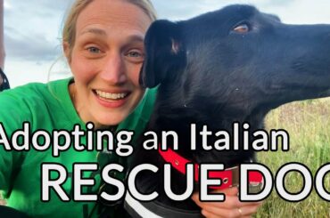 Why I adopted a dog in Italy