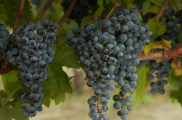 The Wines of Sonoma County