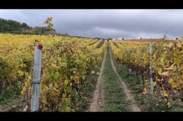 beautiful vineyard of Abruzzo during the autumn. 100%100 BIO