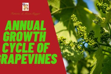 Annual Growth Cycle of GRAPEVINE