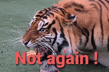 Diego takes Enzo's food!