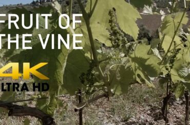 Chianti Wine - Fruit of the Vine, Tuscan  val delle corti winery