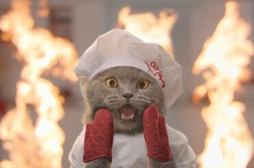 The Cat Cooking Show 2