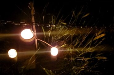 Italian Grape Farming