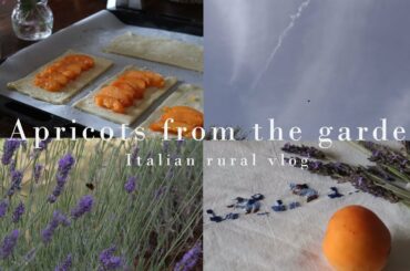 Apricots from the garden...welcome hot Summer days! |Italian rural vlog | Silent vlog | Slow living