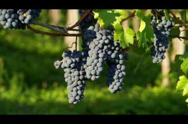 Wines of ITALY, A brief history, Chianti, sangiovese, nabbiolo, Piedmont, Tuscany,
