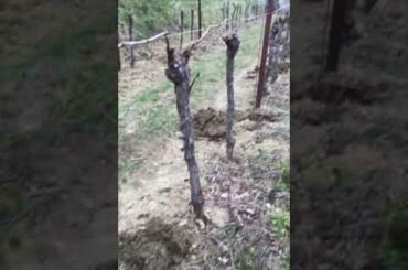 PIEGATURA/ ISANG PROCESSO (WINE MAKER ITALY)