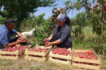 Harvesting 100 Lbs Peaches and Making Natural Juice for Winter, Outdoor Cooking