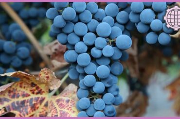 Incredible process of growing and harvesting grapes. p.1