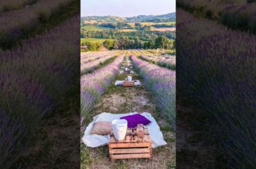 Dinner in Lavender field in Italy